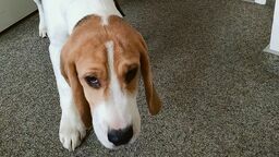 Kradzież na uniwersytecie. Szukają złodzieja dwóch psów