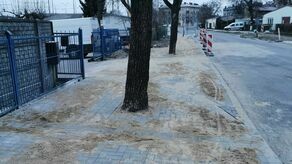 Obrazek z ul.  Młyńskiej. Ułożenie nawierzchni tak blisko pnia drzewa utrudnia mu pobór deszczówki i osłabia jego kondycję