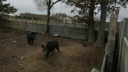 Lubelskie. Nielegalna hodowla dzików. Teraz chcą je zabić