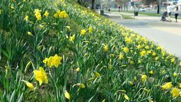 Lublin: Ratusz zapyta mieszkańców o zdanie. Chodzi o "zielony budżet"