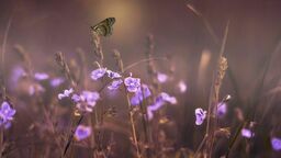 Kleszcze - jedne z najniebezpieczniejszych zwierząt świata