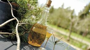 Sosnówka i potrząsanie słojem. Ciekawe przepisy na nalewkę