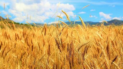 Wojna groźna dla klimatu