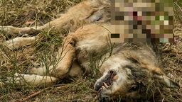 Przestrzelonego wilka znalazł na polu w pobliżu drogi Wisznice-Sławatycze fotograf przyrody Grzegorz Wegiera