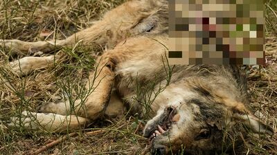 Przestrzelonego wilka znalazł na polu w pobliżu drogi Wisznice-Sławatycze fotograf przyrody Grzegorz Wegiera