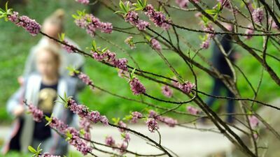 Jak ma wyglądać przyszłość zieleni w Lublinie? Można zgłaszać swoje wnioski