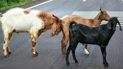 Lista marzeń mieszkańców Lublina. Jedni chcą kozy do wynajęcia, inni asfaltu