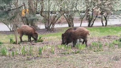 Lublin. Dzikie życie Kalinowszczyzny. Kogo spotkasz między blokami