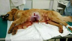 Lubelskie. Myśliwy skazany za zastrzelenie Bąbla. Sąd nie wymierzył najsurowszej kary