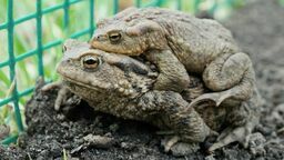 Ropuchy są bardzo pożyteczne. Zjadają olbrzymie ilości owadów i ślimaków. U ropuch szarych występuje dymorfizm płciowy, samice są znacznie większe od samców i to one na swoich grzbietach niosą swoich wybranków do zbiornika wodnego, gdzie składają jaja.
