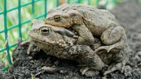 Ropuchy są bardzo pożyteczne. Zjadają olbrzymie ilości owadów i ślimaków. U ropuch szarych występuje dymorfizm płciowy, samice są znacznie większe od samców i to one na swoich grzbietach niosą swoich wybranków do zbiornika wodnego, gdzie składają jaja.
