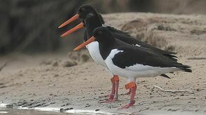 Kazik, za nim Kazia i nowa koleżanka 