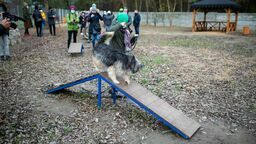 Biała Podlaska: Azyl pomaga, miasto dokłada. Chętnych do opieki nad kotami brak