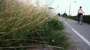 Po długim weekendzie majowym Lublin rozpocznie pierwsze tegoroczne koszenie wszystkich trawników 