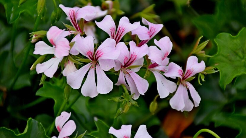 Pelargonia bluszczolistna