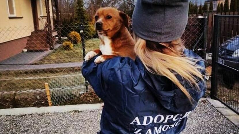 Katarzyna Karwat jest jedną z kilku osób działających w Adopcjach Zamość. Sama ma w domu 7 własnych psów i 8 kotów, z których dwa zamieszkały u niej „na tymczasie”. 