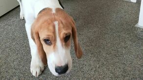 Jeden z psów, które skradziono i oddano na lubelską uczelnię