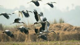 Z polskiej populacji przynajmniej jedna trzecia wędruje przez teren Ukrainy. Są to ptaki gniazdujące we wschodniej Polsce