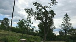 Topole przy Al. Jana Pawła II mają być usunięte 