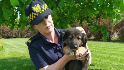 Uratowany przez strażników piesek