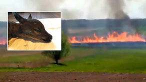 Tak się kończy wypalanie traw. "Nie wiem czy maluchy przeżyją"