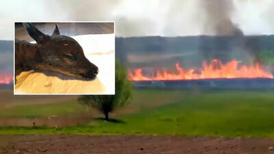 Tak się kończy wypalanie traw. "Nie wiem czy maluchy przeżyją"