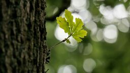Radni nazwali dąb Zdzisław. Właściciel działki zaskoczony