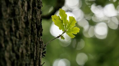 Radni nazwali dąb Zdzisław. Właściciel działki zaskoczony