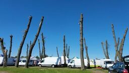 Z drzew zostały sterczące kikuty. Teraz burmistrz namierza winnych urzędników