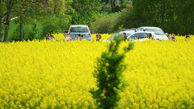 Lubelskie wyrosło na prawdziwą potęgę w produkcji rzepaku – z 9. miejsca przed 12 laty awansowaliśmy na pozycję lidera w Polsce