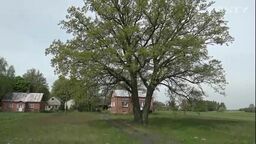 Dąb Alojzy w Łuniewie