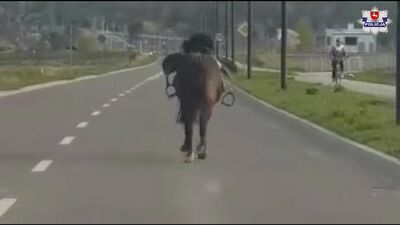 Koń zapomniał o jeźdźcu i biegał po Świdniku