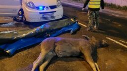 Łosie biegały w nocy po Lublinie. Niestety, jeden z nich zginął [zdjęcia]