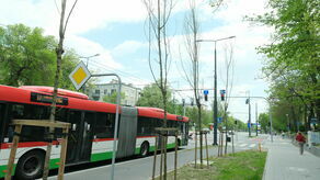 Miasto nie powinno zapłacić ani złotówki za wymianę uschniętych drzewek na zdrowe. 