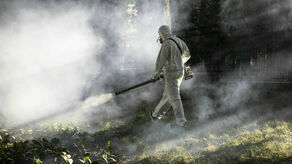 Pryskanie permetryną miasto planuje przeprowadzić dwa raz – między 30 maja a 20 czerwca i kolejne między 10 sierpnia a 20 września.