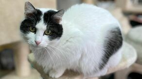 Szukają miejsca dla zwierząt w Kraśniku