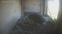 Zbuk zamiast sokoła. Gniazdo na kominie lubelskiej elektrociepłowni posprzątane