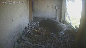 Zbuk zamiast sokoła. Gniazdo na kominie lubelskiej elektrociepłowni posprzątane