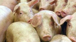 Za świniobicie przed sąd. Radny skazany a kara ma mu narobić wstydu