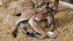 Lublin: Apollo, Anemon, Aleksander, a może Aster? Można wybrać imię dla źrebaka