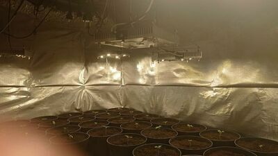 Zajął się uprawą, ale teraz będzie miał przez to kłopoty