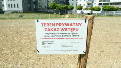 O tym, czy w przyszłym roku mieszkańcy bloków przy Jantarowej w Lublinie znów zobaczą pole konopi zamiast rzepaku, zadecyduje właściciel ziemi. Umowa dzierżawy ze spółką Hemplab  obowiązuje na razie tylko na ten sezon