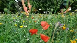 Łąka kwietna - zdjęcie ilustracyjne