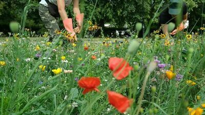 Łąka kwietna - zdjęcie ilustracyjne