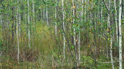Na hałdach pogórniczych lasy rosną inaczej
