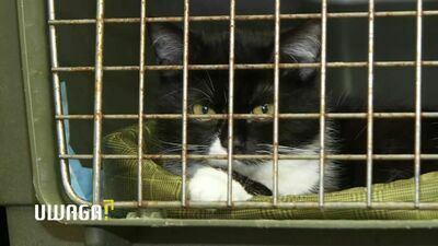 Wojna to piekło także dla zwierząt. "Będziemy jeździć do Ukrainy i im pomagać"