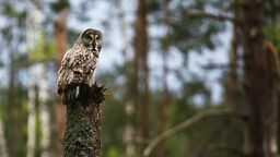 Dzięki internetowej transmisji każdy może podejrzeć, co słychać u rodziny puszczyków mszarnych w Sobiborskim Parku Krajobrazowym