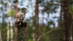 Dzięki internetowej transmisji każdy może podejrzeć, co słychać u rodziny puszczyków mszarnych w Sobiborskim Parku Krajobrazowym