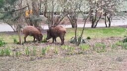 Dziki, które w kwietniu grasowały na Kalinowszczyźnie