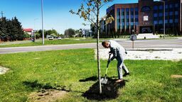 Dąb zasadzony przez prezydenta Andrzeja Wnuka rośnie na rondzie przy ul. Wyszyńskiego.